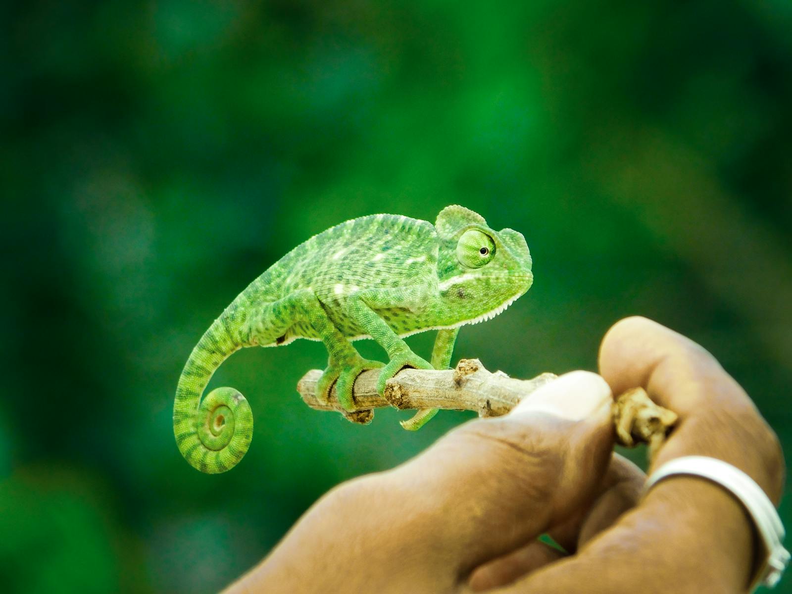 Close-up of a green chameleon perched on a hand, showcasing its vivid color and texture.